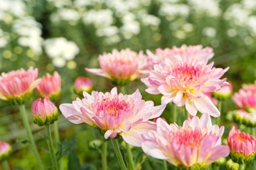 close up beautiful blooming pink chrysanthemum flowers with green leaves in the garden, nature background with copy space, The concept of summer or spring