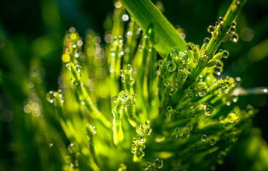 Morning nature in sunlight and dew