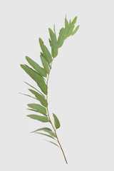 eucalyptus isolated on gray background with clipping path