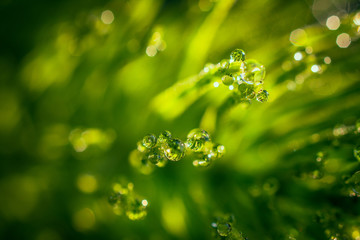 Morning nature in sunlight and dew
