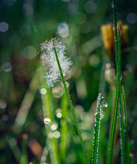 Summer flowers bloomming