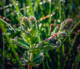 Summer flowers bloomming