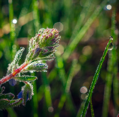 Summer flowers bloomming