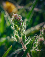 Summer flowers bloomming