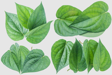 Green betel leaf isolated on the gray background with clipping path.
