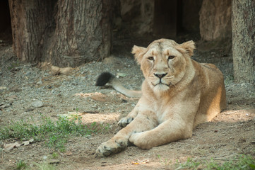 portrait of lion female sitting in the land