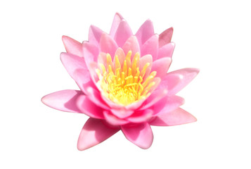 Isolate pink lotus flower on whit background