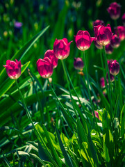 Summer flowers bloomming