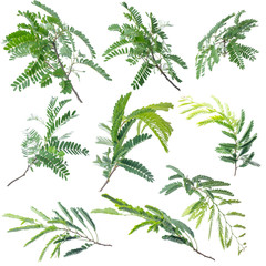 Tamarind leaves isolated on white background with clipping path..