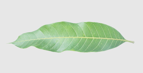 Green leaves of mango isolated on gray background, clipping path.