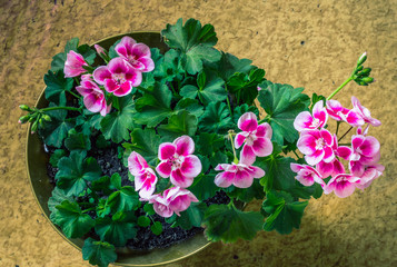 Summer flowers bloomming