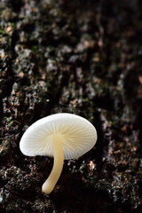 Fototapeta premium White mushrooms are found in mango trees with dampness. In the countryside of Thailand is called mango mushrooms.