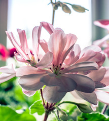 Fototapeta premium Summer flowers bloomming