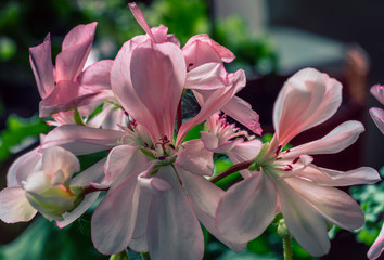 Obraz premium Summer flowers bloomming