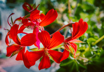 Summer flowers bloomming