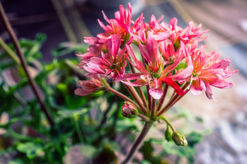 Summer flowers bloomming