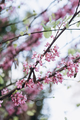 Close-up. Flowering tree in spring. Branches with pink flowers.