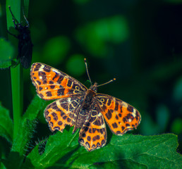 Summer insects