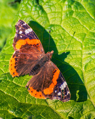 Summer insects