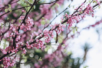 Close-up. Flowering tree in spring. Branches with pink flowers.