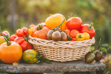 Colorful tomatoes in a basket on the old wooden table, outdoors. Selective focus