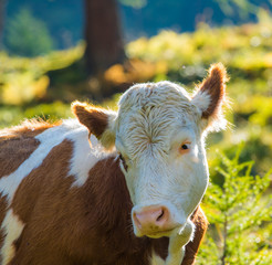 eine gefleckte Kuh steht auf einer Wiese