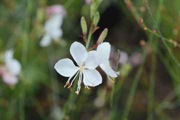 Geyser White Gaura