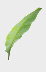 Obraz premium banana leaf.Isolated on white background with clipping path.