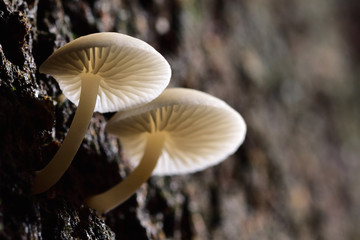 White mushrooms are found in mango trees with dampness. In the countryside of Thailand is called mango mushrooms.