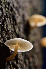 White mushrooms are found in mango trees with dampness. In the countryside of Thailand is called mango mushrooms.