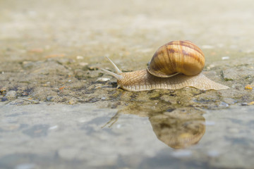 Snail crawling on concrete on the edge of water after rain. Snail reflection on water