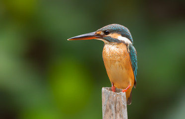 Common Kingfisher on branch  In Thailand