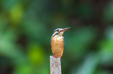 Common Kingfisher on branch  In Thailand