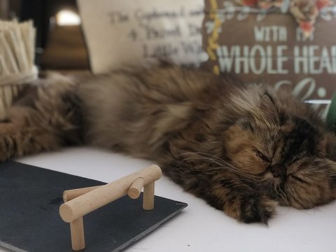 Gata persa durmiendo