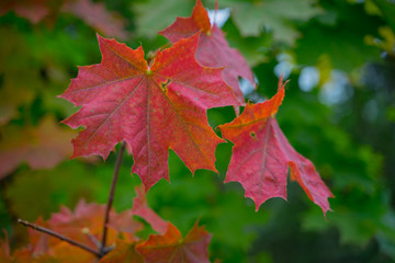 orange maple leaves