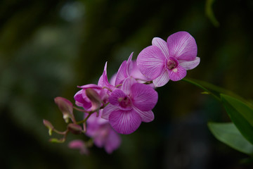 Beautiful purple orchids on the  tree