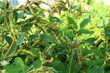 pigon pea or tuvar beans vegetable on plant