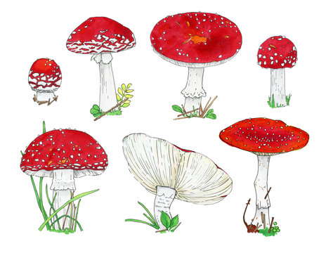 Fly agaric mushrooms big watercolor set
