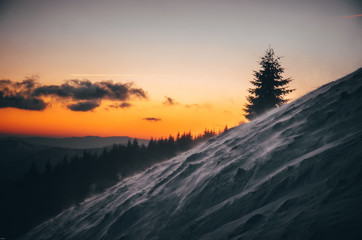 Coniferous christmas tree in winter nature - colorful sunset in background