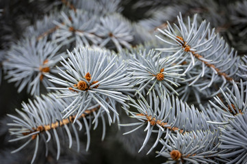 Silvery needles of Picea pungens Hoopsii as background. Close-up in natural sunligh. Nature concept for design