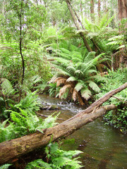 Rainforrest creek