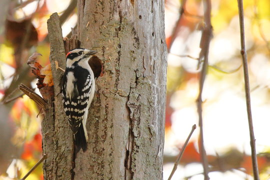 A Downy Woodpecker in the autumn woods.