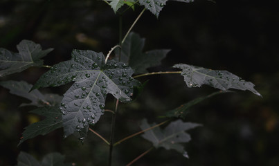 dew on maple leaf