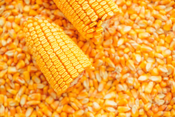 Harvested corn kernels