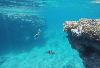 Amazingly beautiful coral reef, a lot of fish