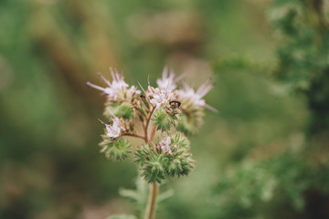 Phacelia tanacetifolia blooming in field