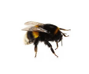 bumblebee on the white