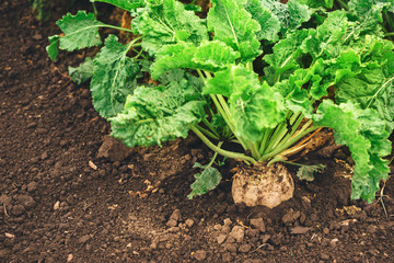 Organic sugar beet