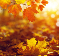 autumn background with maple leaves