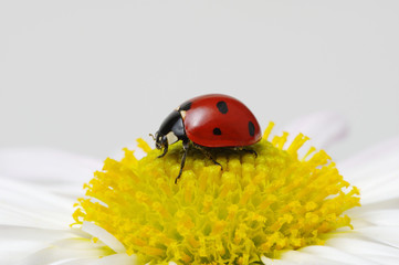 Ladybug on a flower
